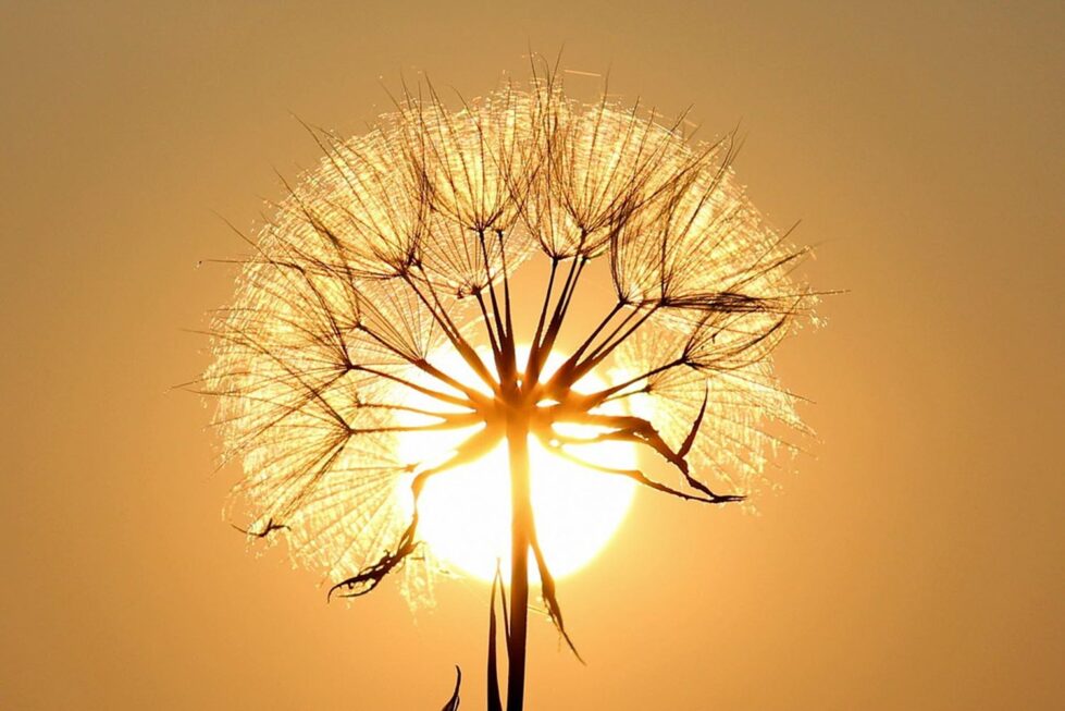 A dandelion silhouetted against the sun, symbolizing the connection between sunlight and Vitamin D production for energy and immunity